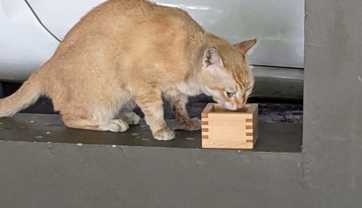 シンガポールの野良猫はunfriendly