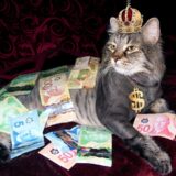 rich cat