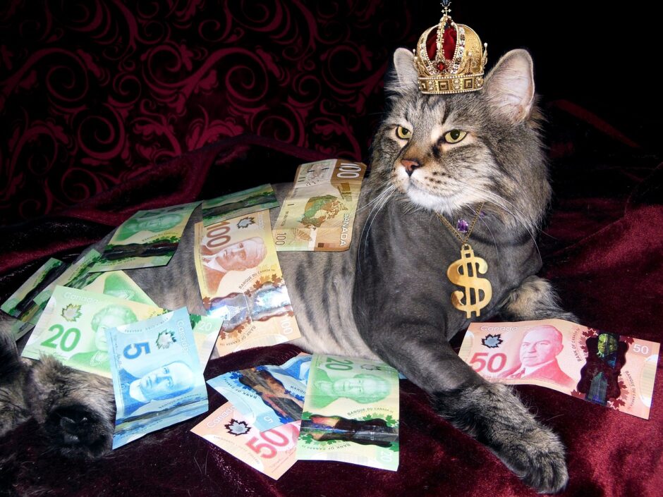 rich cat